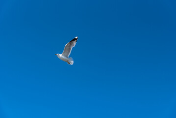 Beautiful seagull against the blue sky. Flying seagull against the blue sky.