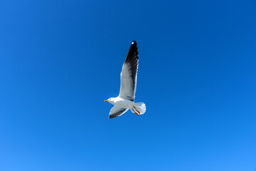 Beautiful seagull against the blue sky. Flying seagull against the blue sky.