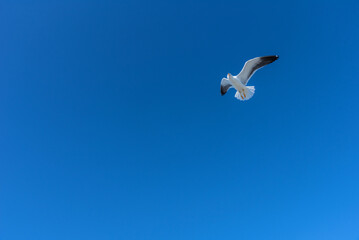 Beautiful seagull against the blue sky. Flying seagull against the blue sky.