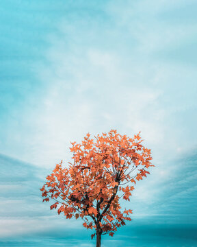 Árbol De Otoño En Cielo Nublado