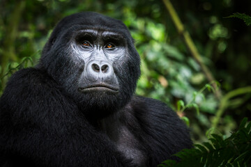 Mountain gorilla (Gorilla beringei beringei). Bwindi Impenetrable Forest. Uganda