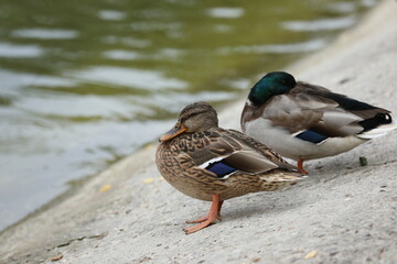 Ducks nearly the lake in the park