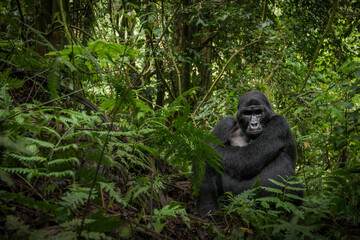 Mountain gorilla (Gorilla beringei beringei). Bwindi Impenetrable Forest. Uganda - obrazy, fototapety, plakaty