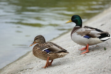 Naklejka na ściany i meble Ducks nearly the lake in the park