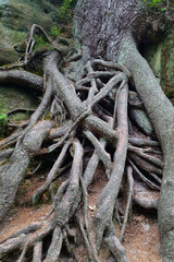 Close-up of the tree roots sticking out of the ground in the forest.