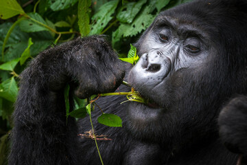 Mountain gorilla (Gorilla beringei beringei) feeding. Bwindi Impenetrable Forest. Uganda - obrazy, fototapety, plakaty