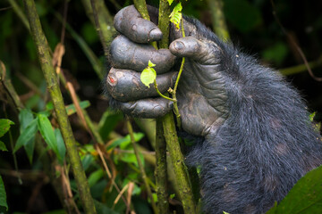 Mountain gorilla (Gorilla beringei beringei). detail of Hands. Bwindi Impenetrable Forest. Uganda