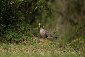 African wattled lapwing in the Queen Elizabeth NP. Vanellus senegallus is standing on the meadow. Lapwing near the water. Bird with gray body and yellow whisker. Safari in Uganda.