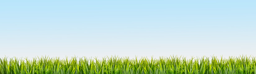 Green grass border on blue sky background