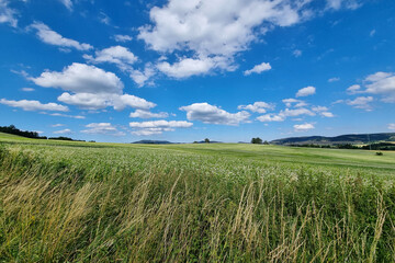 View of a green rural field on a sunny summer day.