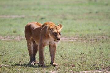 Lioness breathless after an unsucessful chase of a warthog