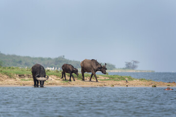 African buffalo in the Murchison Falls National park. Buffalos on the river bank. Buffalos are...