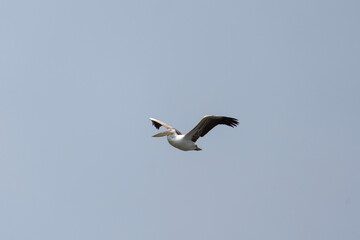 Great white pelican in the Queen Elizabeth NP. Pelecanus onocrotalus flying. Pelican on the sky. Safari in Uganda.