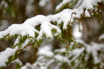 Spruce branch covered with white snow, selective focus