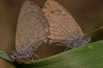 Butterflies mating