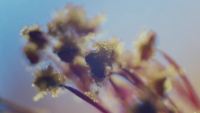 Pollen on abutilon blossom stigma microscopical view focus ramp shallow field of depth