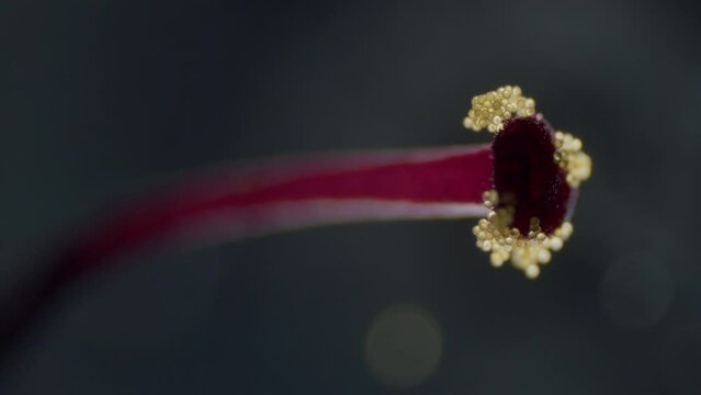 Pollen on abutilon blossom stigma microscopical view focus ramp shallow field of depth