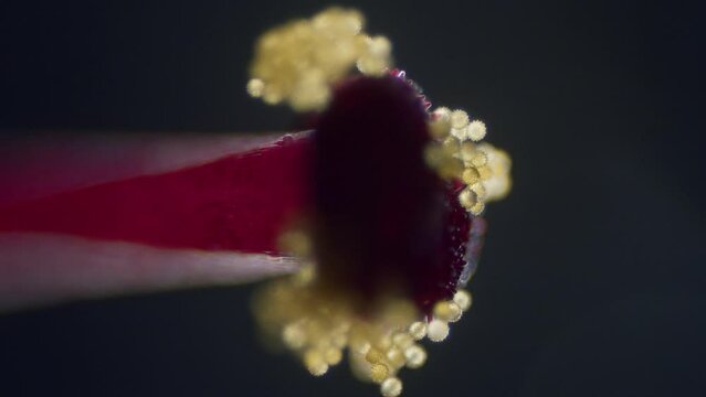 Pollen on abutilon blossom stigma microscopical view focus ramp shallow field of depth