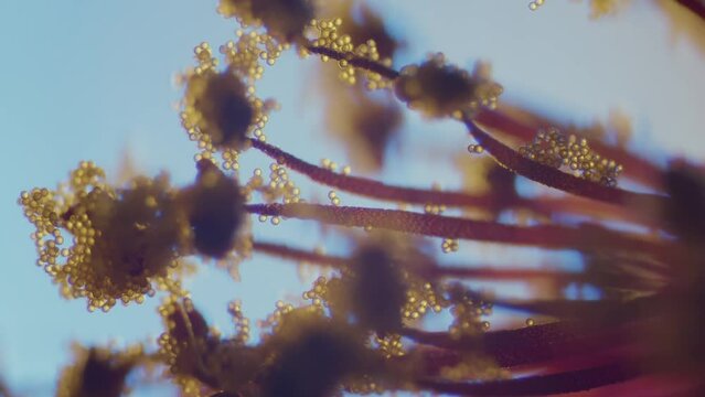 Pollen on abutilon blossom stigma microscopical view focus ramp shallow field of depth
