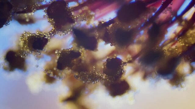 Pollen on abutilon blossom stigma microscopical view focus ramp shallow field of depth