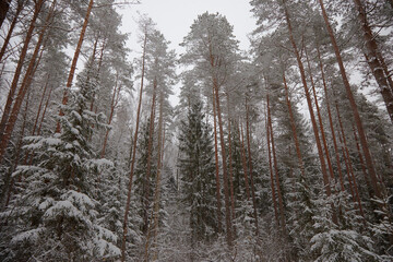 Spruces covered with fluffy white snow in a winter forest, selective focus
