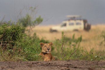 Lion in the Murchison Falls National park. Lazy lioness near the river bank. Lion with radio...