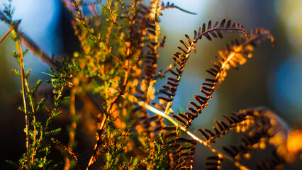 Couleurs orangées pendant le crépuscule, dans la forêt des Landes de Gascogne, avec sa flore opulente