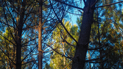 Couleurs orangées pendant le crépuscule, dans la forêt des Landes de Gascogne, avec sa flore opulente