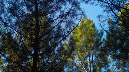 Couleurs orangées pendant le crépuscule, dans la forêt des Landes de Gascogne, avec sa flore opulente