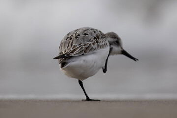 seagull on the beach