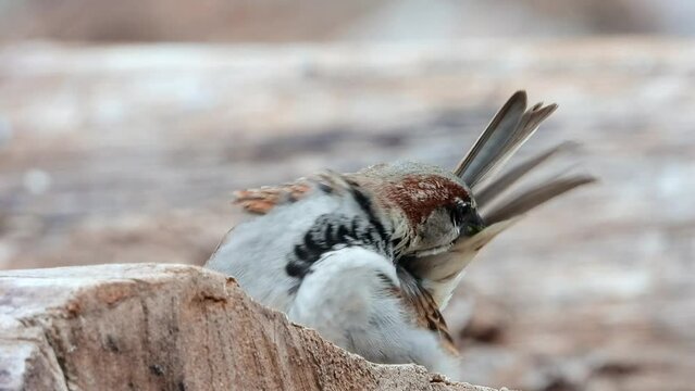 Haussperling (Passer domesticus)