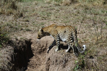 A closeup of a leopard hesitating to cross a small pit