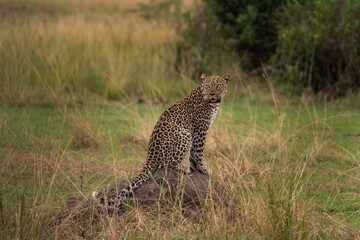 Leopard in the Queen Elizabeth NP. Lazy leopard on the ground. Spotted cat in Africa. Safari in Uganda. 