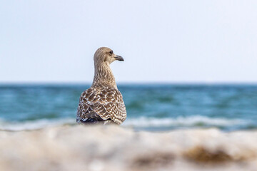 seagull on the rock