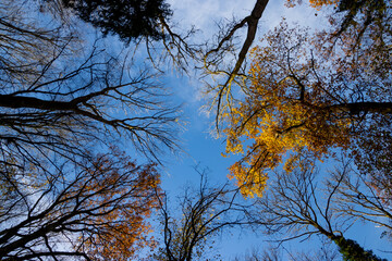 Looking up at bare trees and autumn color leaves with blue sky