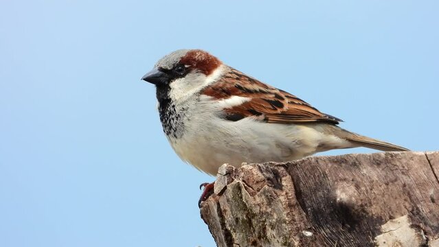 Haussperling (Passer domesticus)