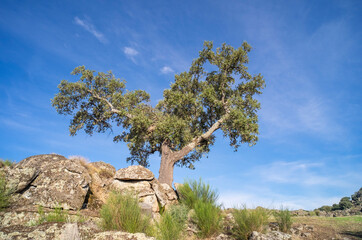 Detail of a young tree growing between large granite rocks.