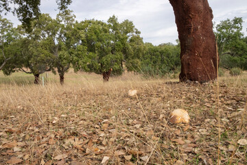 Specimen of Boletus Edulis on a ground of leaves in the meadow.