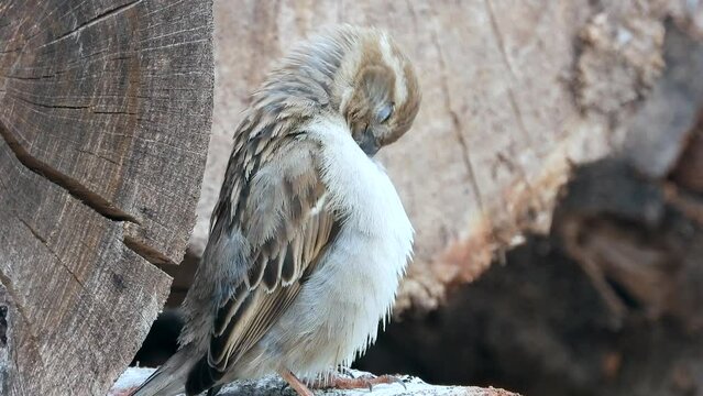 Haussperling (Passer domesticus)