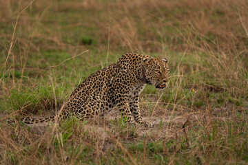 Fototapeta na wymiar Leopard in the Queen Elizabeth NP. Lazy leopard on the ground. Spotted cat in Africa. Safari in Uganda. 