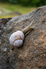 snail on a leaf