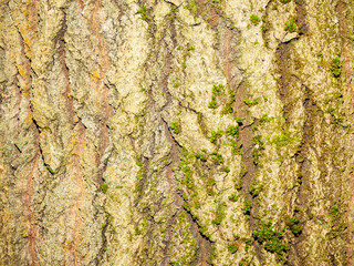 Tree bark texture with little green leaf sprouts