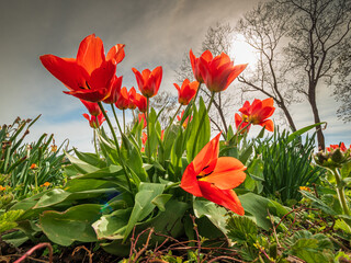 Tulip flowers during Spring