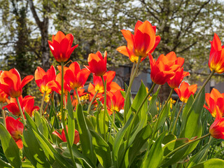 Fototapeta premium Tulip flowers during Spring