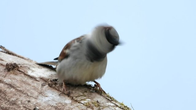 Haussperling (Passer domesticus)