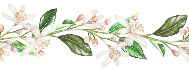 Seamless horizontal border with white citrus flowers. Watercolor illustration. Isolated on a white background.For your design product packaging with citrus acid or scent