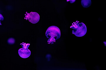 macro photography underwater cannonball jellyfish