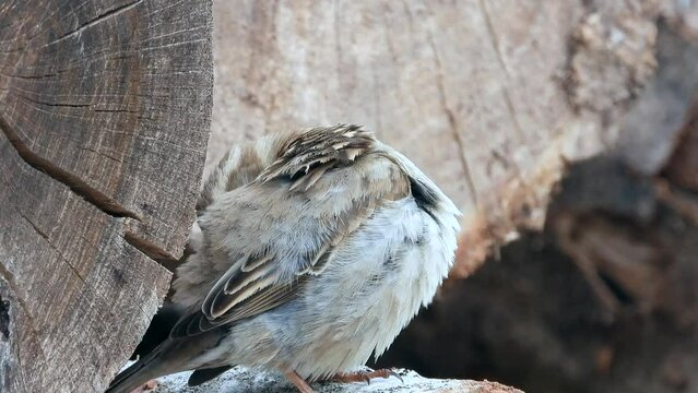 Haussperling (Passer domesticus)