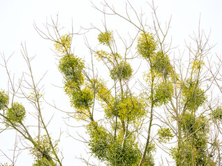 Many bunches of mistletoe on tree branches against a sky