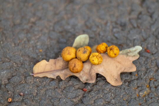 Autumn leaf with Oak galls or Oak apples macro on asphalt. Cynips quercusfolii gall balls on oak leaf